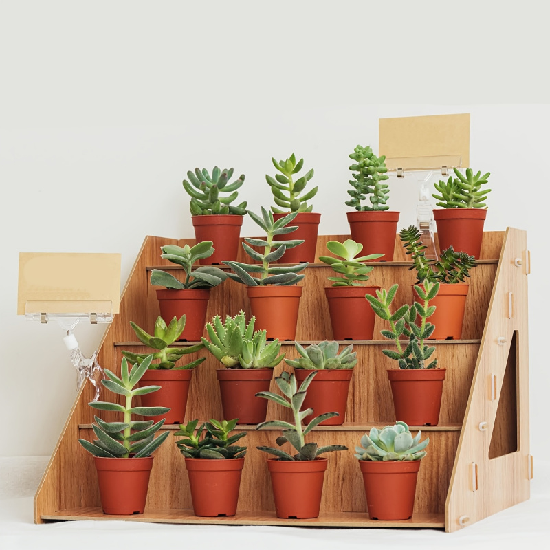 Espositore in legno, stand per - Pop Display Shelf recensione e prezzo